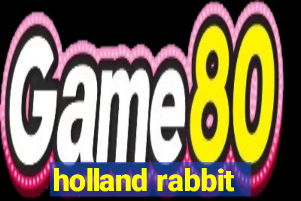 holland rabbit