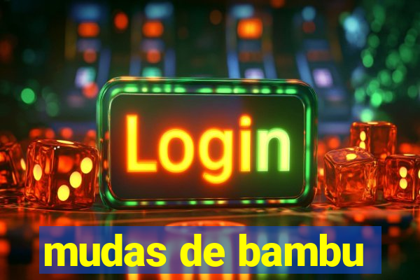 mudas de bambu