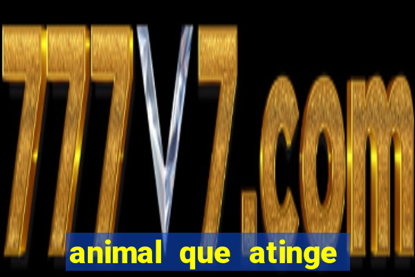 animal que atinge 230 decibéis