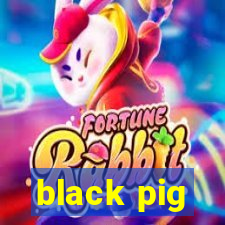 black pig