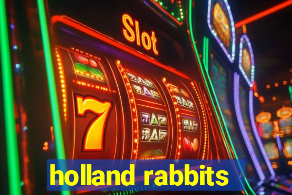 holland rabbits