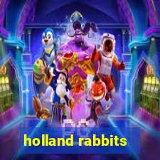 holland rabbits