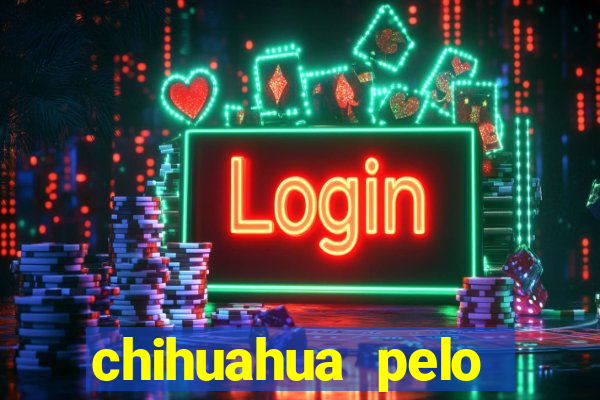 chihuahua pelo longo porto alegre