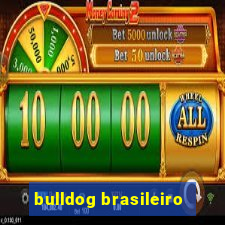 bulldog brasileiro